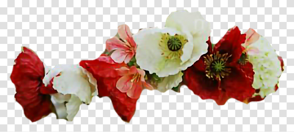 Corn Poppy, Plant, Flower, Petal, Anther Transparent Png