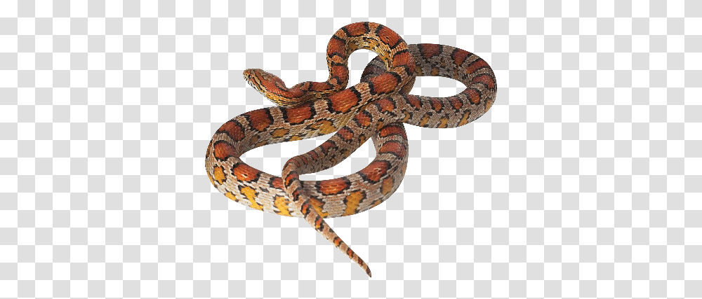 Corn Snake Corn Snake, Reptile, Animal, King Snake, Cross Transparent Png