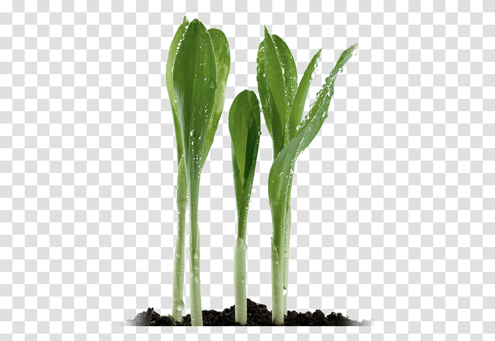 Corn Sprouts Xanthan Gum Plant, Leaf, Flower, Blossom, Tulip Transparent Png