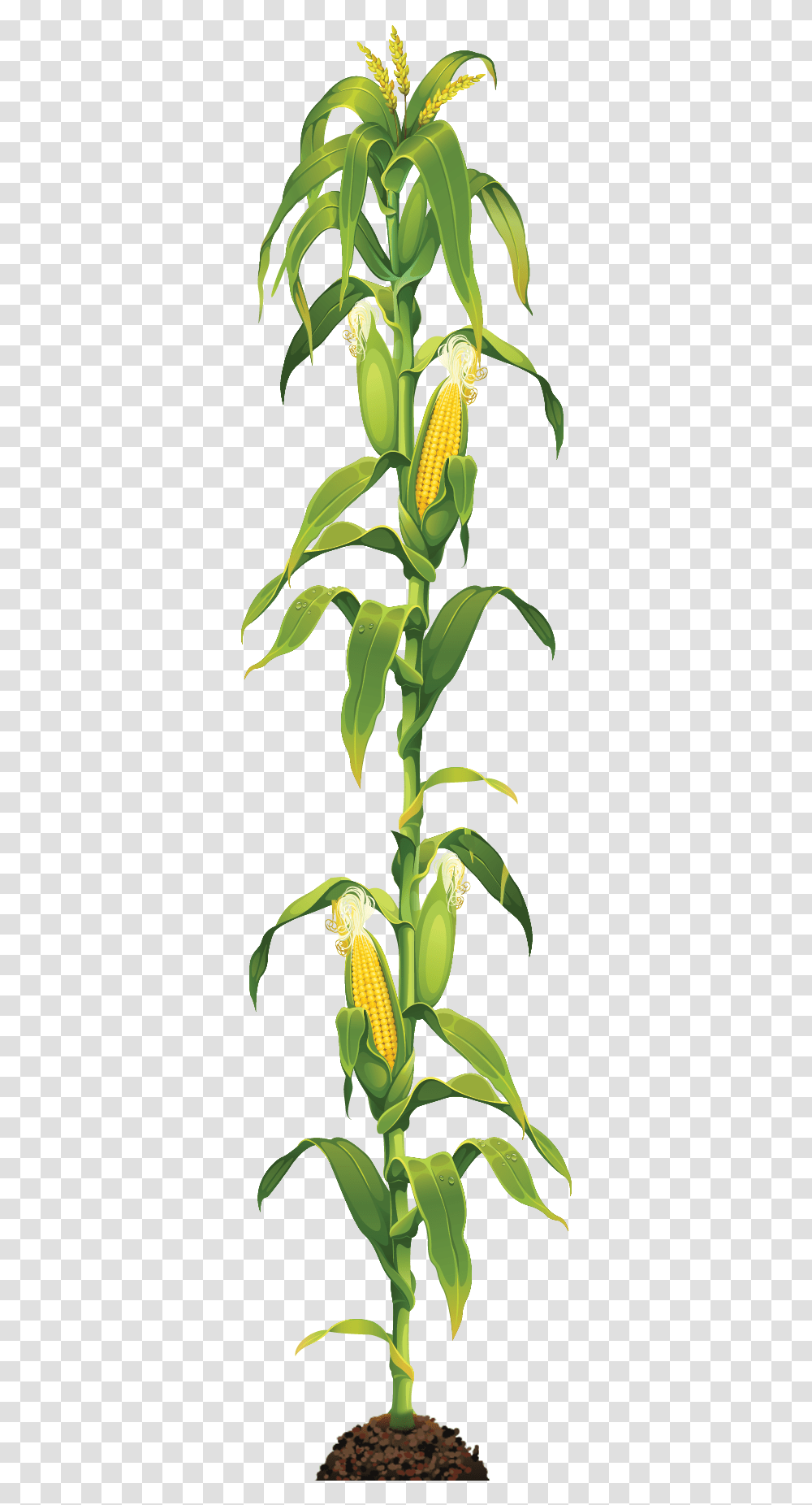Corn Stalk, Plant, Pineapple, Food, Vegetable Transparent Png