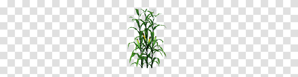 Corn Stalks Image, Plant, Flower, Leaf, Iris Transparent Png