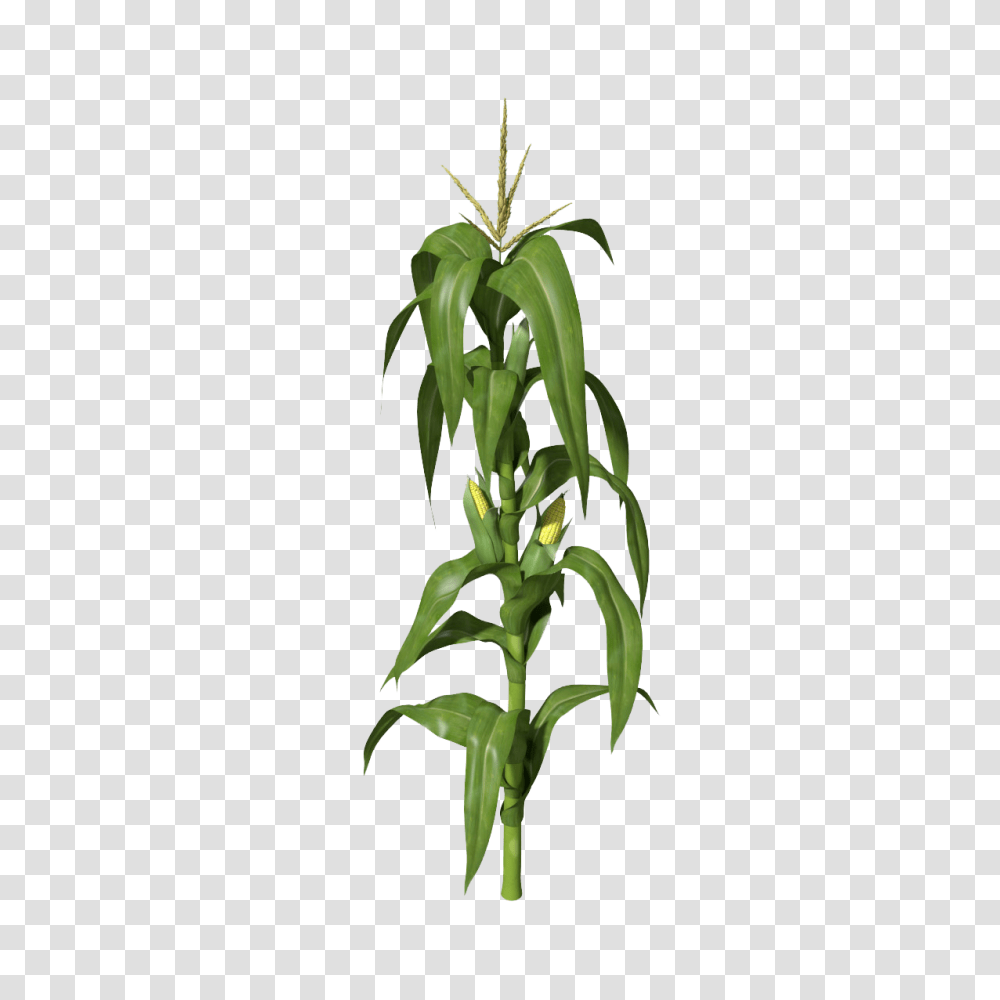 Corn Stalks Image, Plant, Pineapple, Fruit, Food Transparent Png