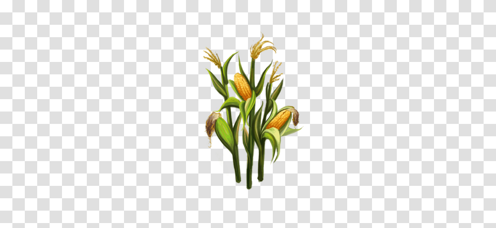 Corn Stalks, Plant, Flower Transparent Png