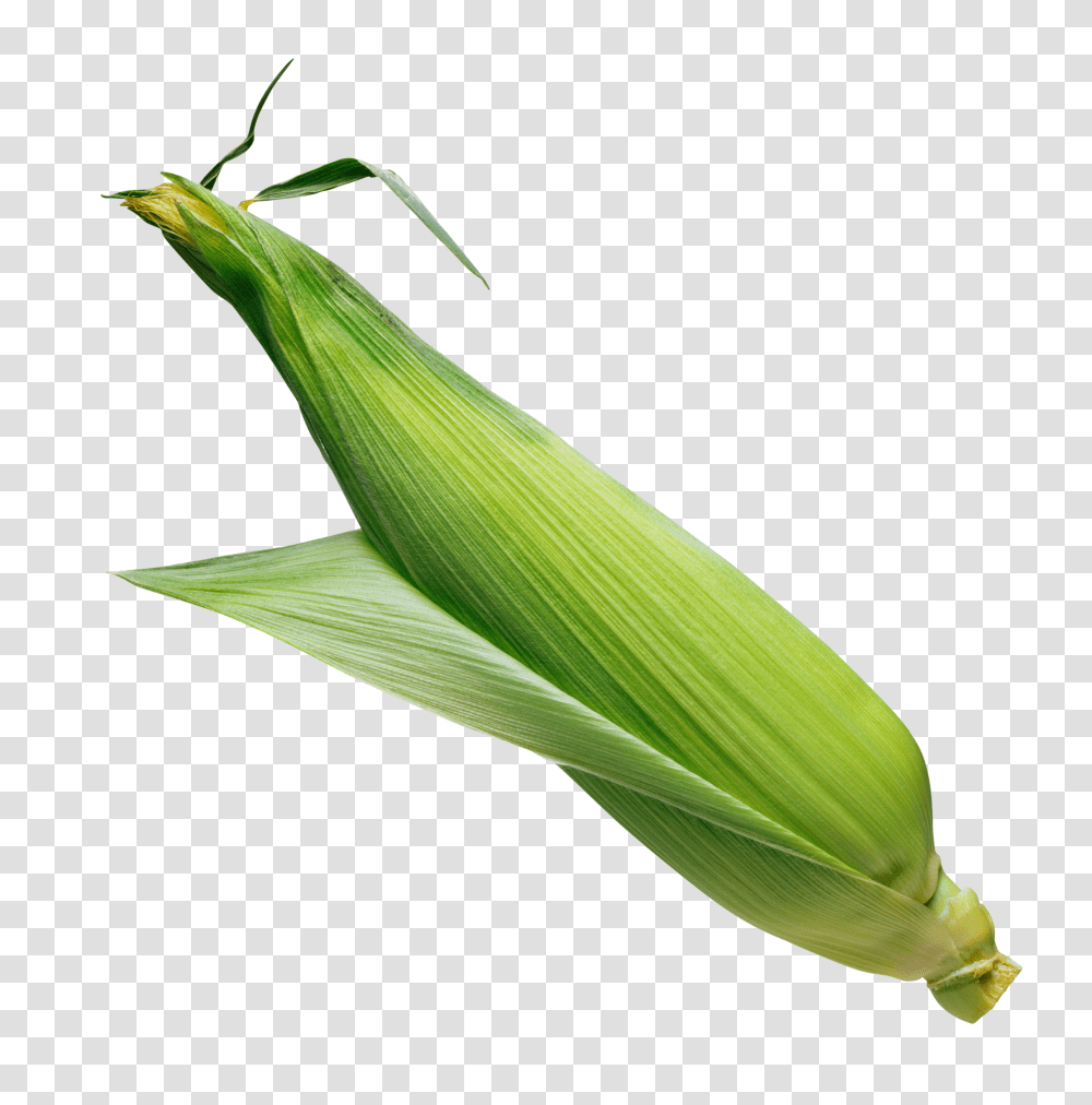 Corn, Vegetable, Plant, Food, Produce Transparent Png