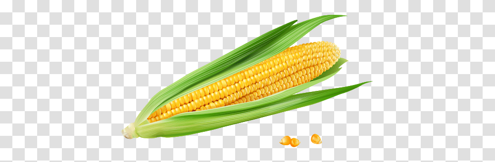 Corn, Vegetable, Plant, Food, Snake Transparent Png
