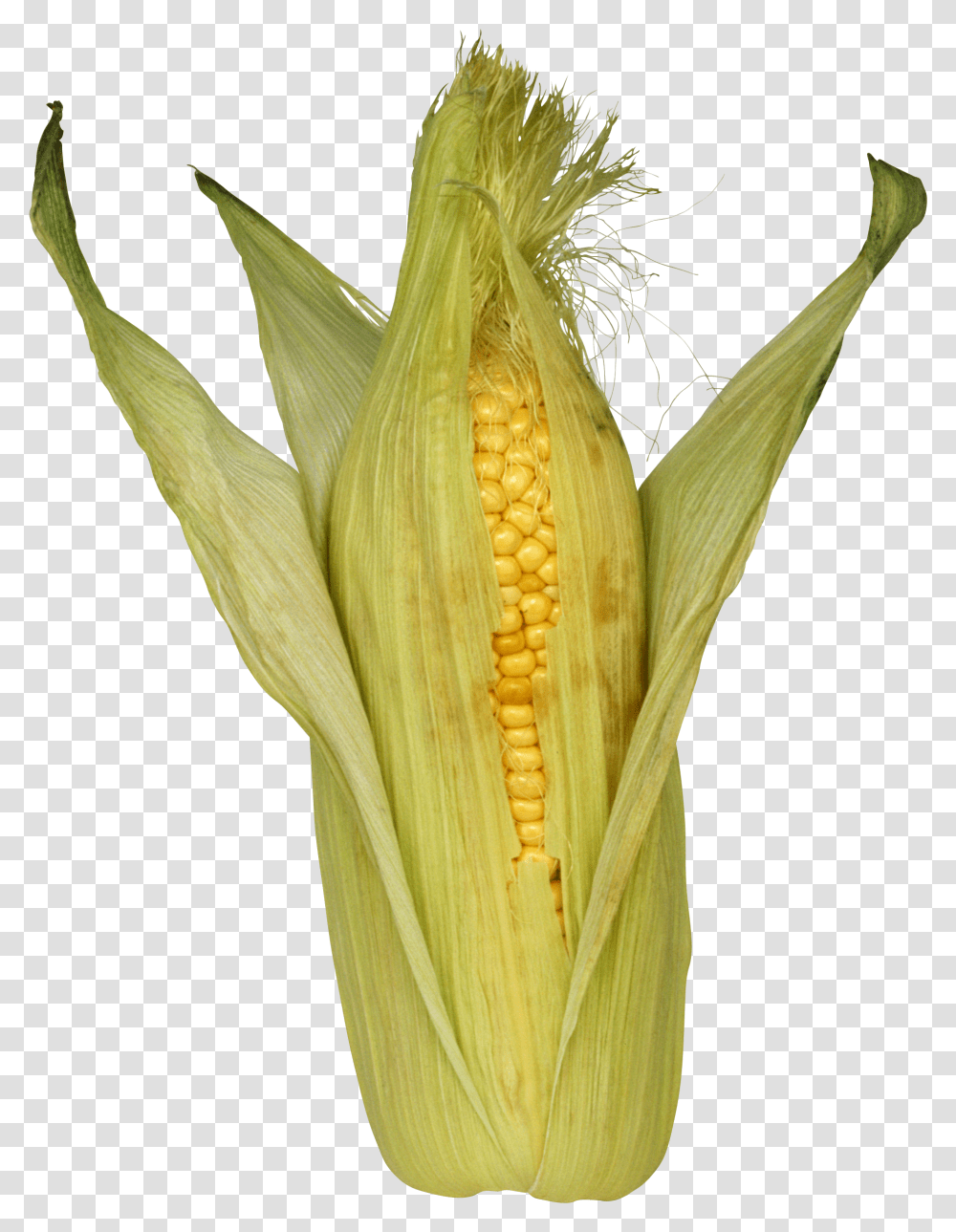 Corn, Vegetable, Plant, Food Transparent Png