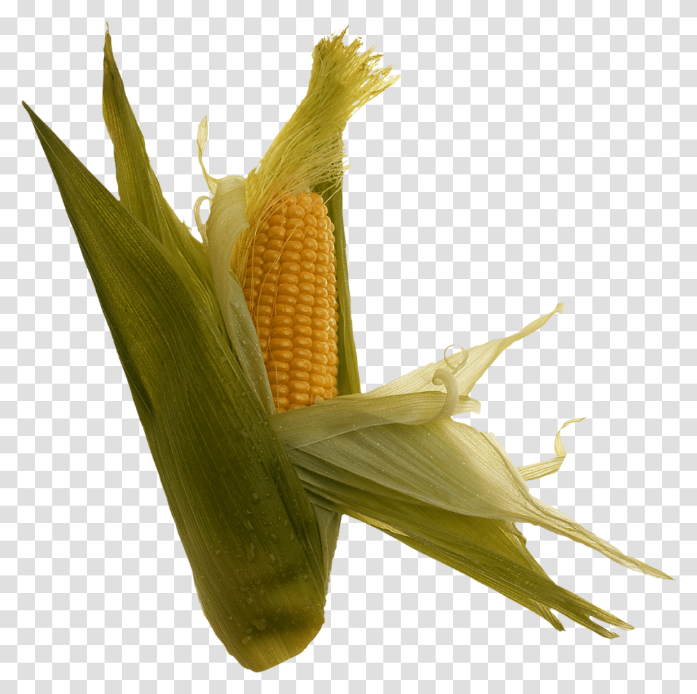 Corn, Vegetable, Plant, Food Transparent Png