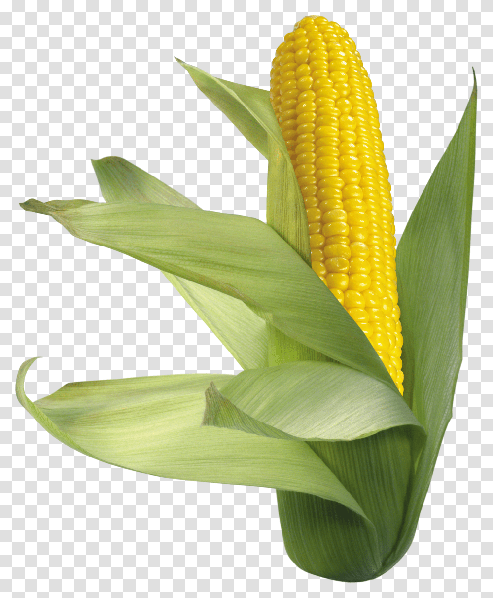 Corn, Vegetable Transparent Png