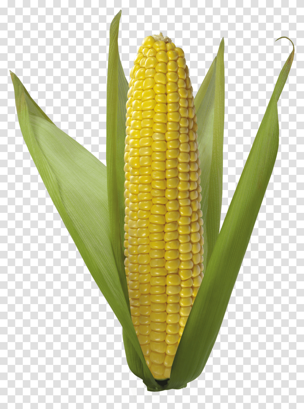 Corn, Vegetable Transparent Png