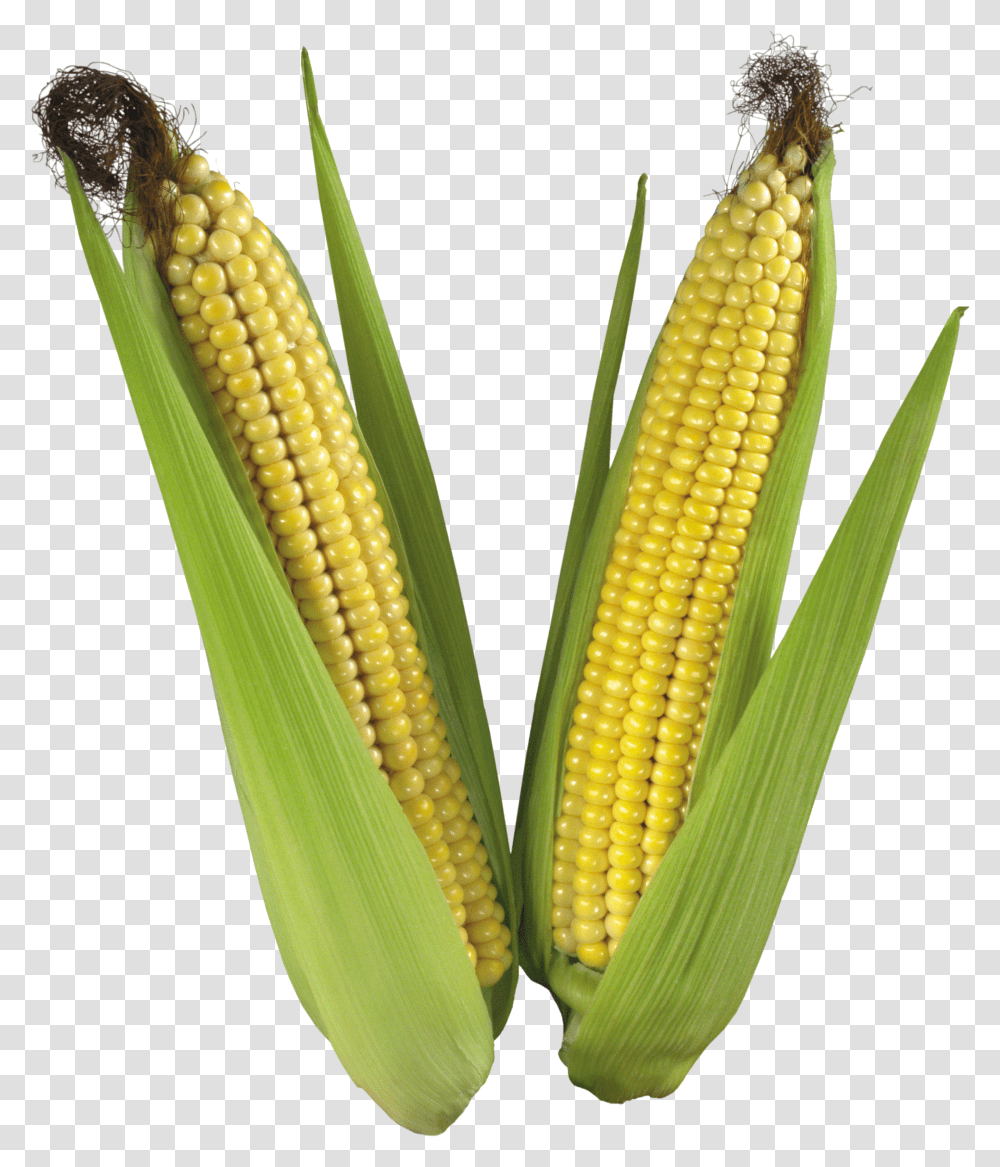 Corn, Vegetable Transparent Png