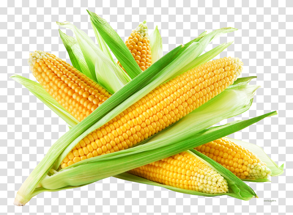 Corn, Vegetable Transparent Png