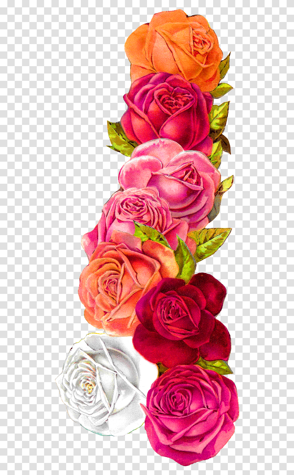 Corner Flower Border Design, Plant, Rose, Blossom, Flower Bouquet Transparent Png