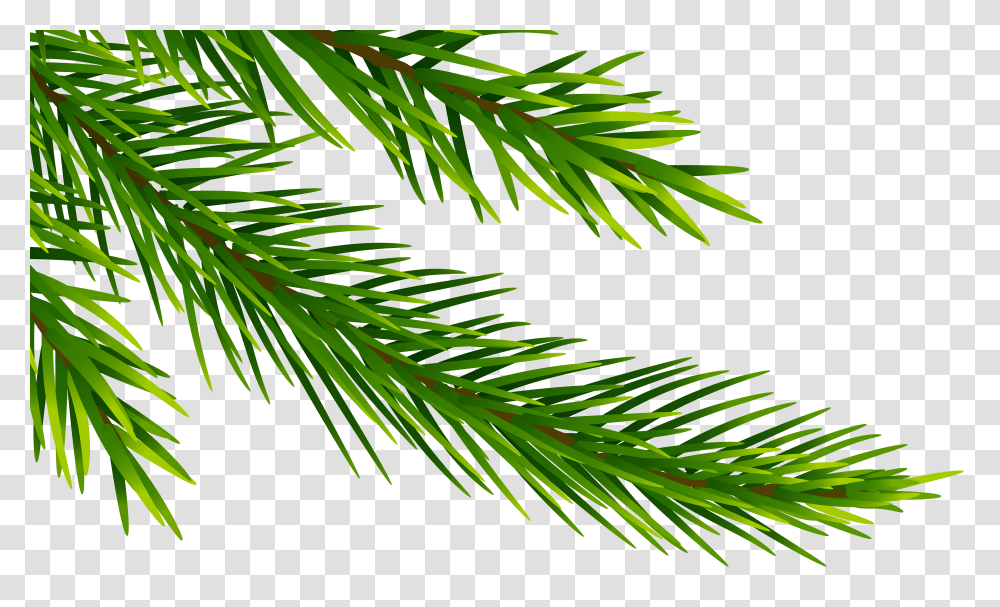 Corner Pine Branch Clip Art Transparent Png