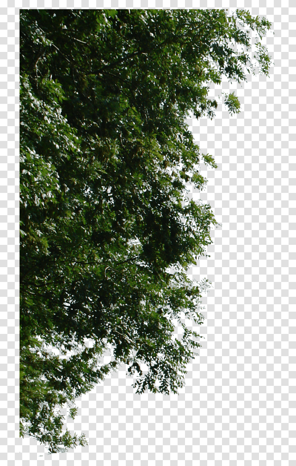 Corner Tree For Photoshop, Plant, Outdoors, Nature, Fir Transparent Png