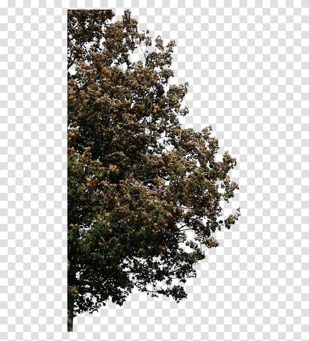 Corner Trees For Photoshop, Bush, Vegetation, Plant, Nature Transparent Png