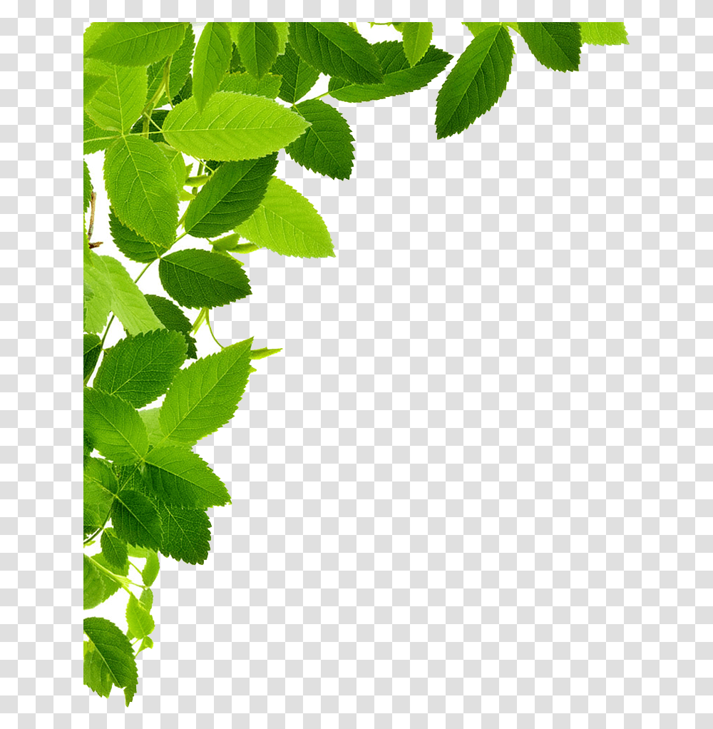 Corners Vector Leaf Leaves, Plant, Potted Plant, Vase, Jar Transparent Png