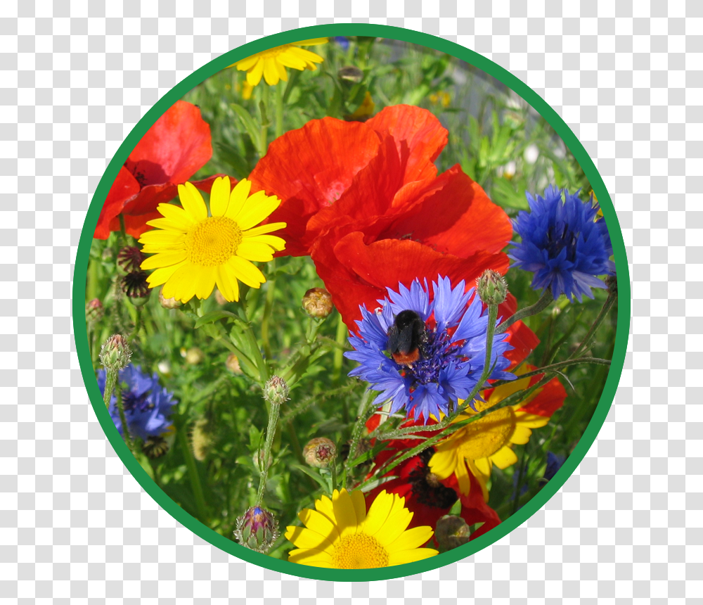 Cornfield Wildflower Mix, Plant, Blossom, Anemone, Daisy Transparent Png