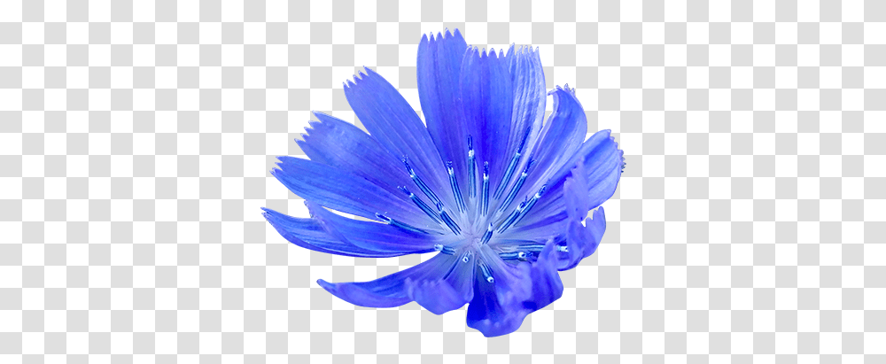 Cornflower Blue Cornflower, Plant, Anther, Blossom, Pollen Transparent Png