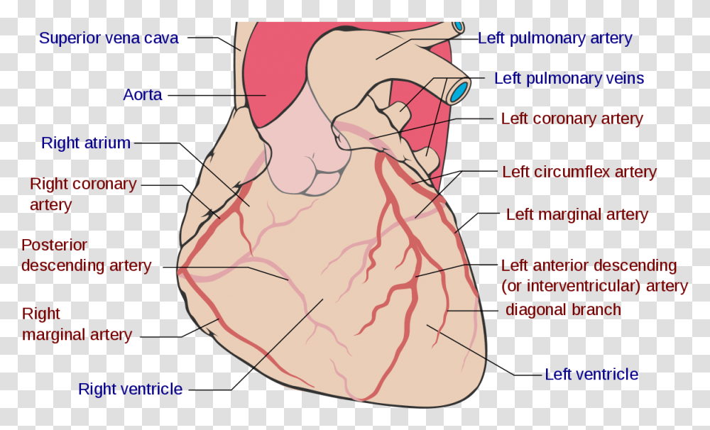 Coronary Circulation Wikipedia Coronary Arteries, Plot, Diagram, Sunglasses, Accessories Transparent Png