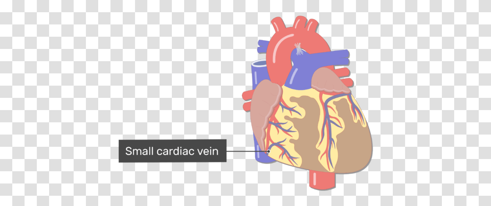 Coronary Veins Cardiac Heart Major Blood Vessels, Tin, Can, Spray Can, Aluminium Transparent Png
