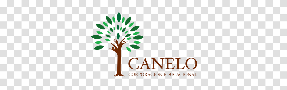 Corporacion Canelo, Tree, Plant, Vegetation, Outdoors Transparent Png