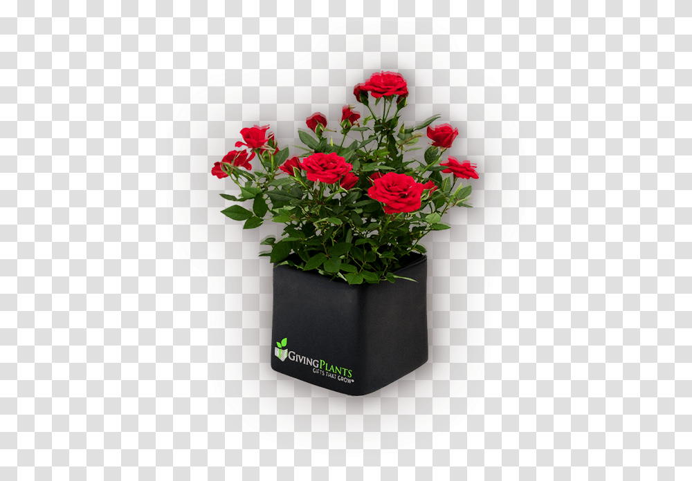 Corporate Logo Gift Plants Red Rose Pot Plants, Flower, Blossom, Potted Plant, Vase Transparent Png