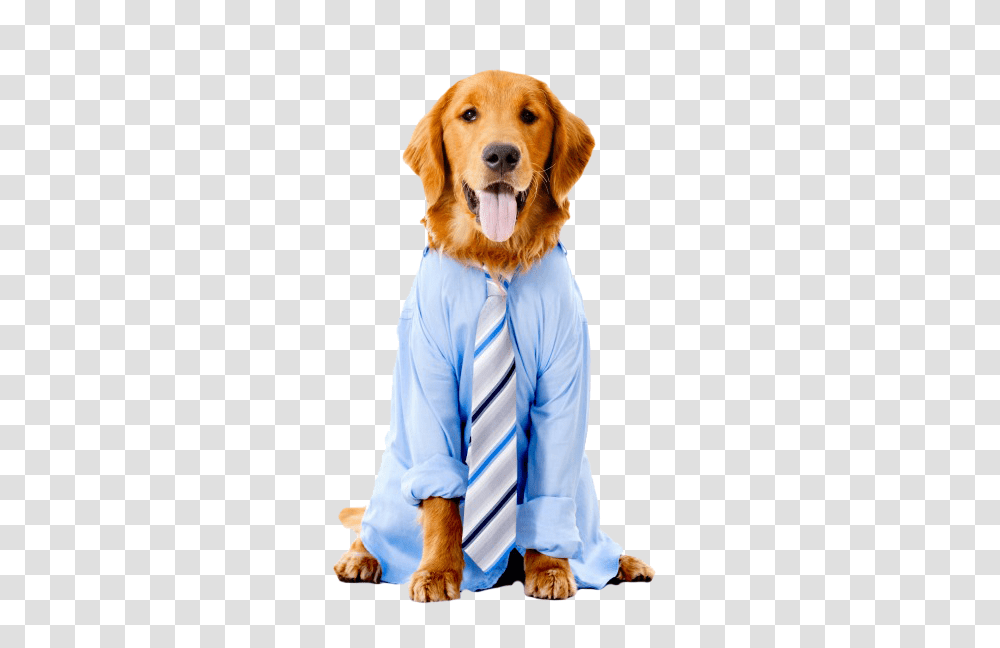 Corporate Sponsors, Tie, Accessories, Accessory, Golden Retriever Transparent Png