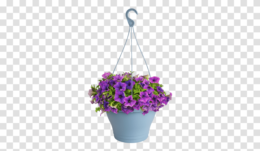 Corsica Hanging Basket Hanging Flowers, Plant, Blossom, Pottery, Potted Plant Transparent Png