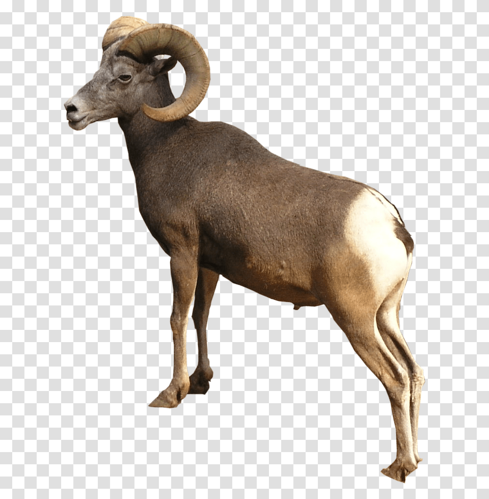 Corsican Ram Ram Animal, Antelope, Wildlife, Mammal, Goat Transparent Png