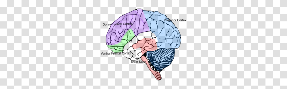 Cortex Brain Clip Art, Person, Human, Diagram Transparent Png