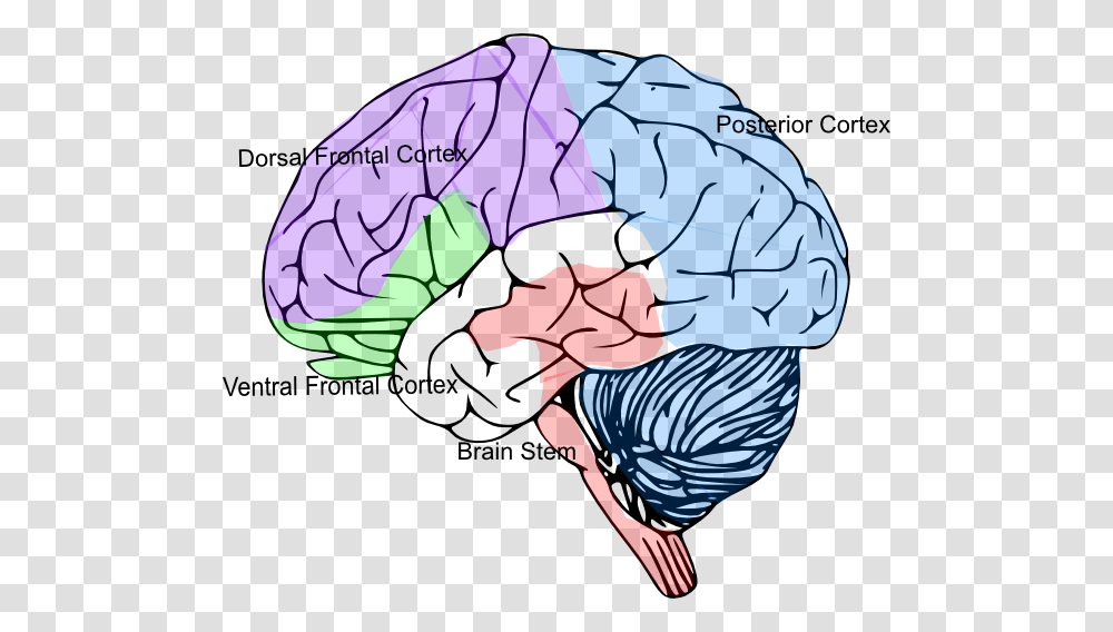 Cortex Brain Clip Art, Plot, Diagram, Person Transparent Png