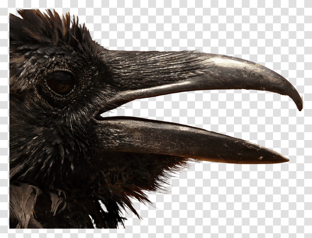 Corvo, Beak, Bird, Animal, Crow Transparent Png