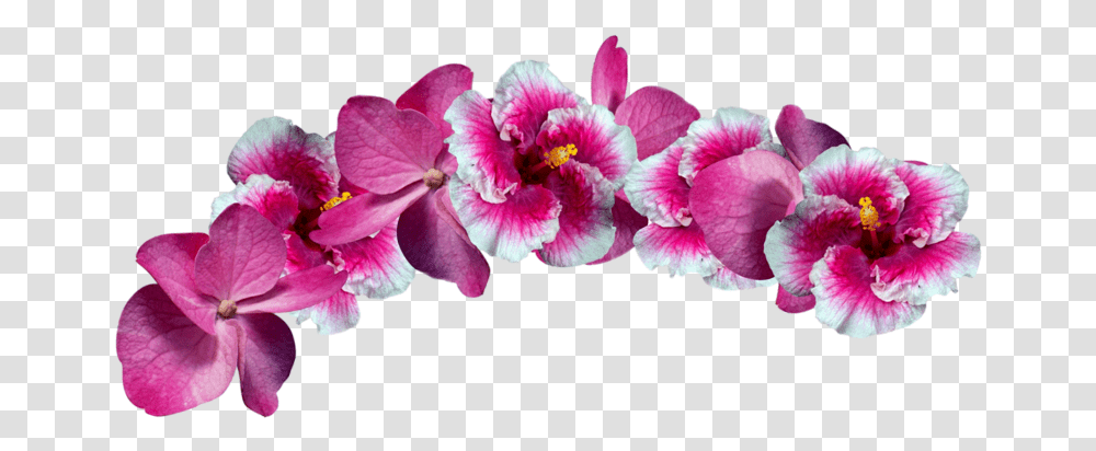 Corwn Tiara Flower Flowers Flowercrown Flowerscrown Moth Orchid, Plant, Geranium, Blossom, Petal Transparent Png