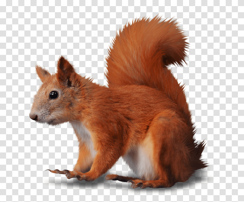 Cosas Para Photoscape Imgenes Para Photoscape Photoshop Red Squirrel Clipart, Rodent, Mammal, Animal, Rat Transparent Png