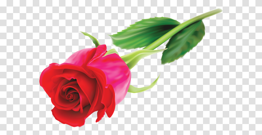 Cosas Para Photoscape Klipart Rozi, Rose, Flower, Plant, Blossom Transparent Png