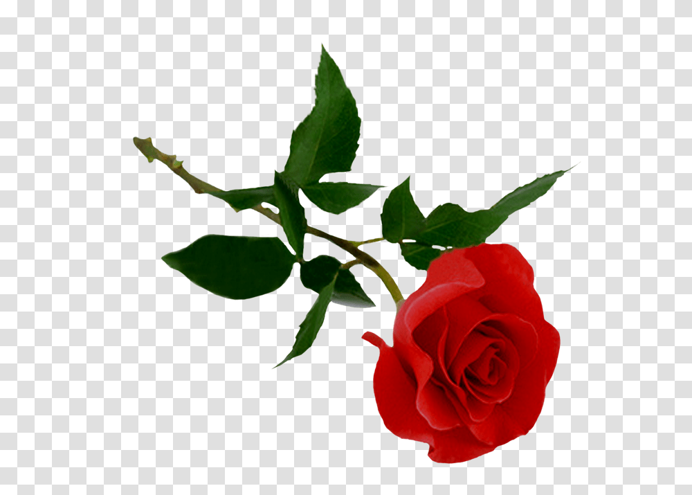 Cosas Para Photoscape Para Photoscape Photoshop Y Gimp, Rose, Flower, Plant, Blossom Transparent Png