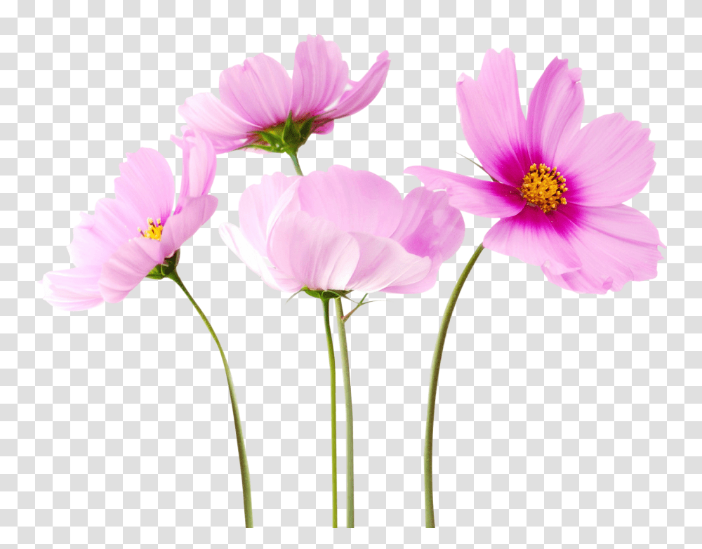 Cosmea Flower Image, Petal, Plant, Anther, Anemone Transparent Png
