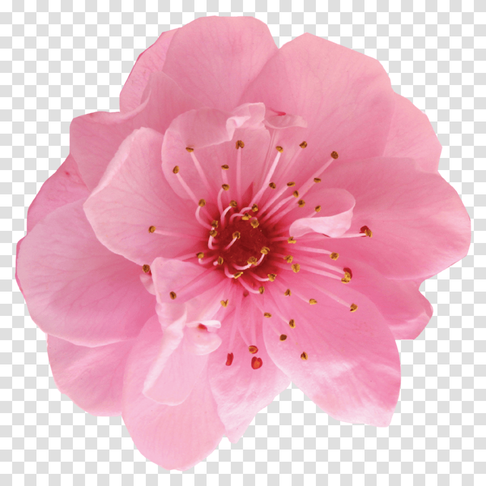 Cosmetic Logo Cherry Blossom, Plant, Flower, Rose, Geranium Transparent Png
