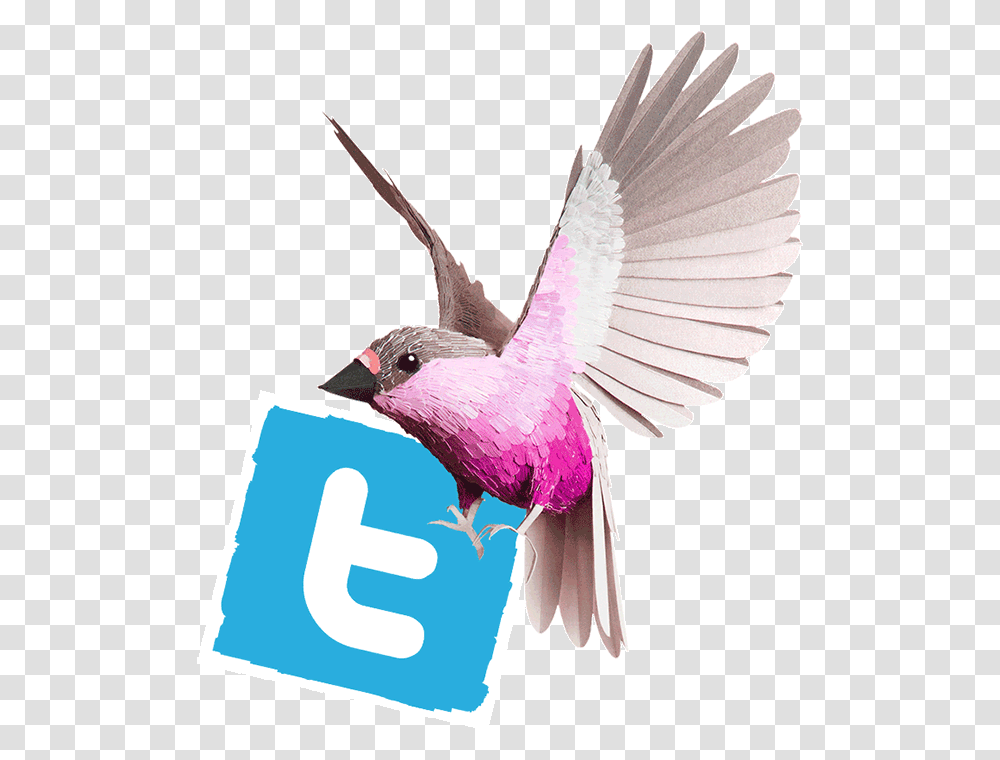 Cosmopola Animated Social Media Gif, Bird, Animal, Finch, Hummingbird Transparent Png