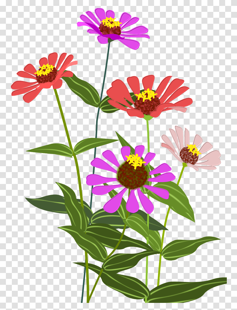 Cosmos Flower Clipart, Plant, Daisy, Petal, Aster Transparent Png