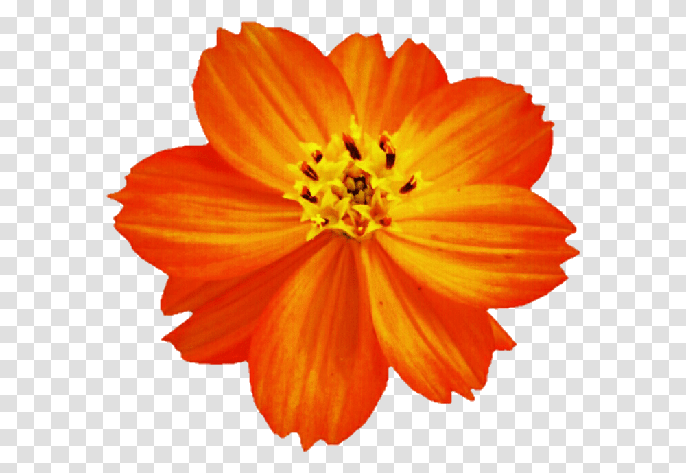 Cosmos Flower Orange Cosmos Flower, Plant, Pollen, Anther, Blossom Transparent Png