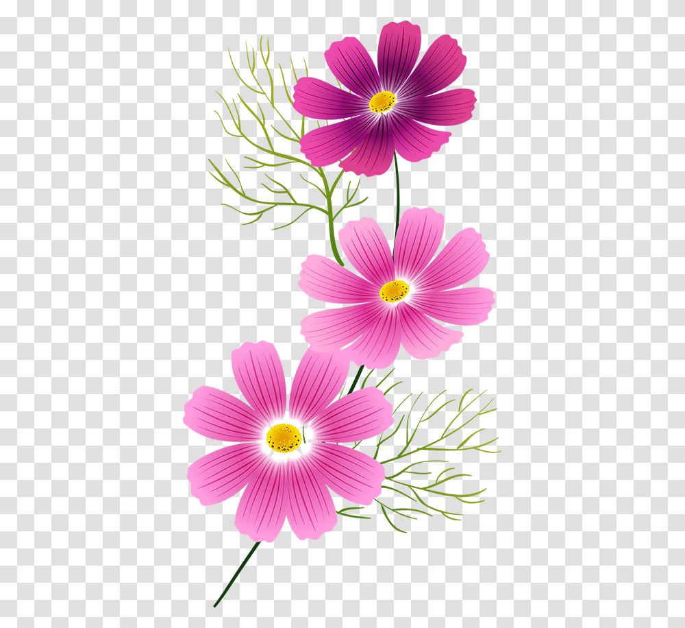 Cosmos Flowers, Hibiscus, Plant, Blossom, Anther Transparent Png