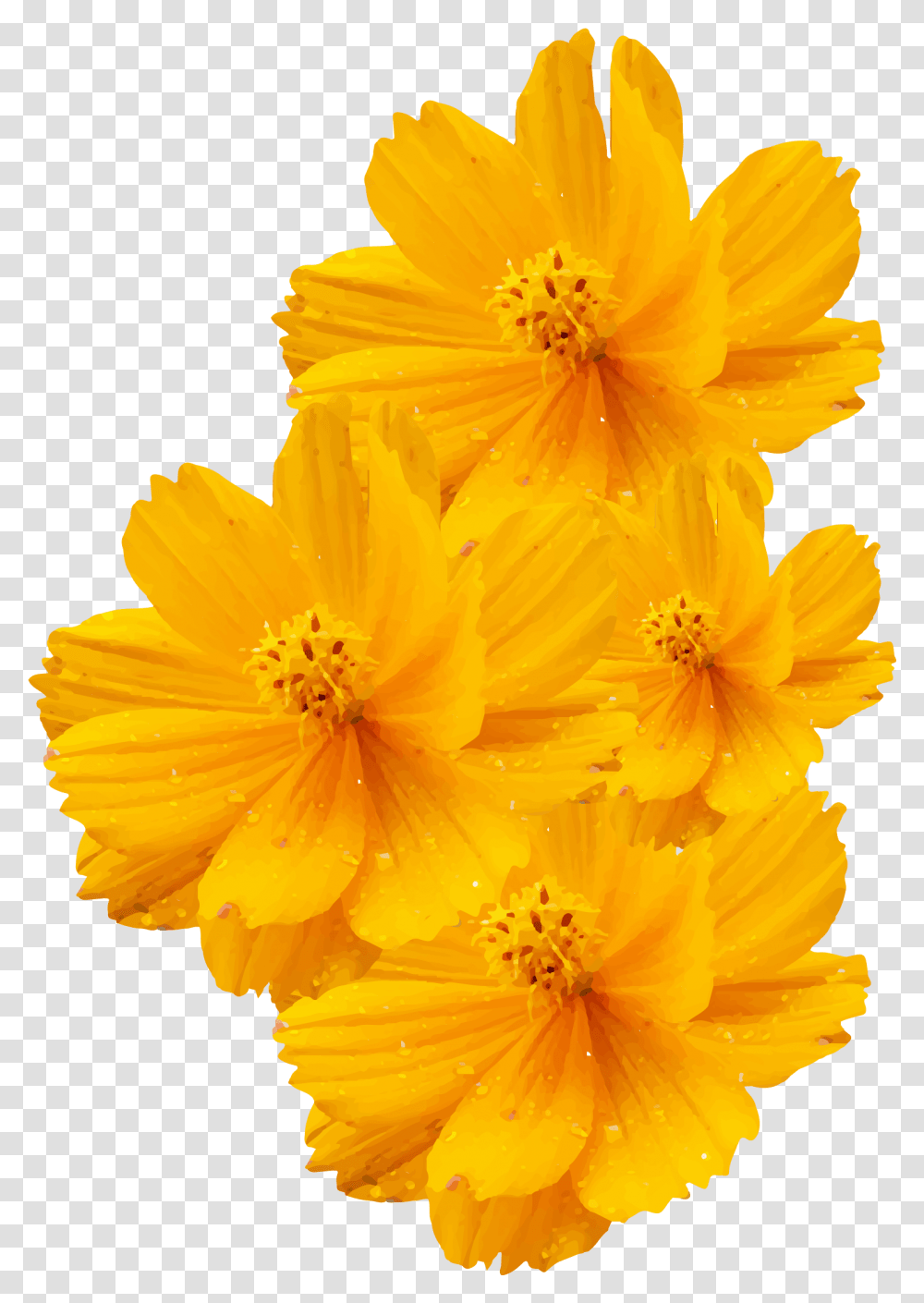 Cosmos Sulphureus Bipinnatus Vector Yellow Flowers, Plant, Anther, Pollen, Geranium Transparent Png