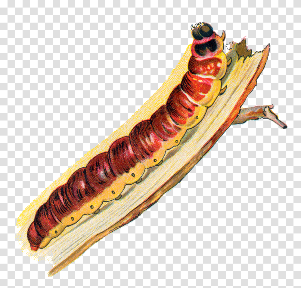 Cossus Caterpillar Caterpillar, Animal, Invertebrate, Food, Insect Transparent Png