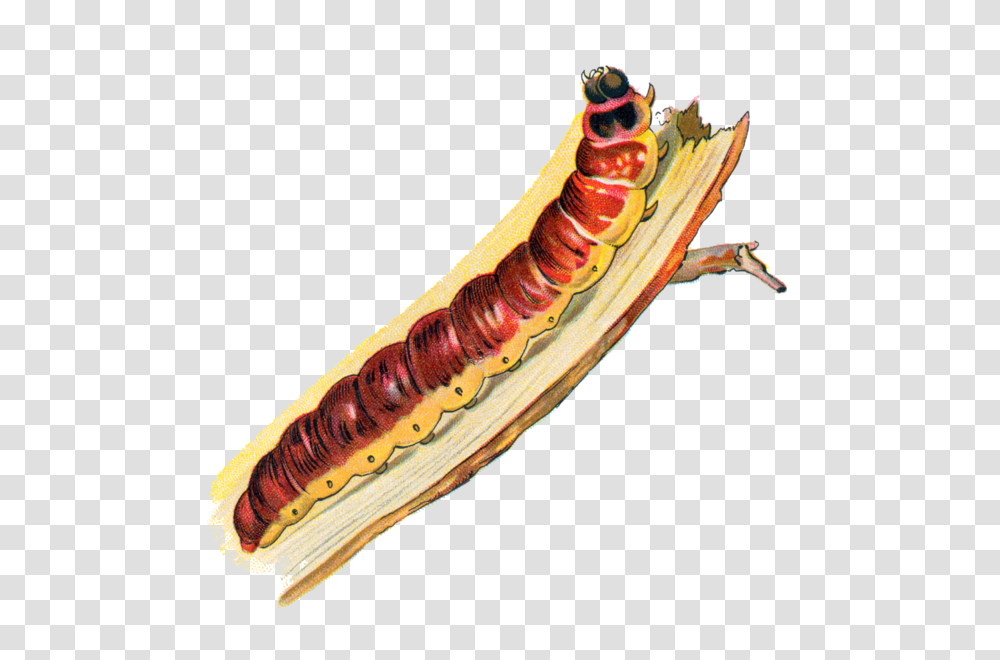 Cossus Cossus Caterpillar, Hot Dog, Food, Animal, Invertebrate Transparent Png
