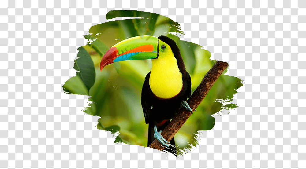 Costa Rica Adventure Tours Birds In Costa Rica, Animal, Toucan, Beak Transparent Png