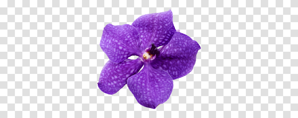 Costa Rica Travel Guide And Resorts Aqua Aston Hotels Costa Rica Flower, Plant, Blossom, Petal, Purple Transparent Png
