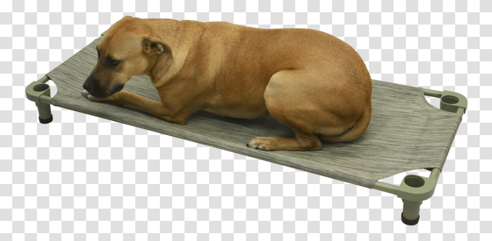 Cot Companion Dog, Pet, Canine, Animal, Mammal Transparent Png
