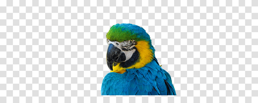 Cotorro Animals, Bird, Macaw, Parrot Transparent Png