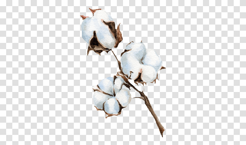 Cotton Background Image, Bird, Animal, Plant, Flower Transparent Png